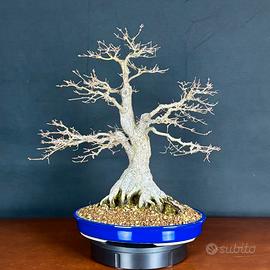 Bonsai acero palmato Katsura