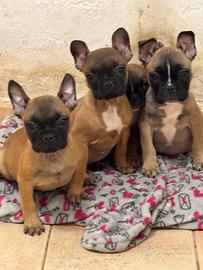 Bulldog francese