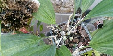 orchidea Stanhopea oculata