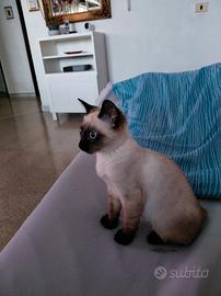 Gatto Siamese