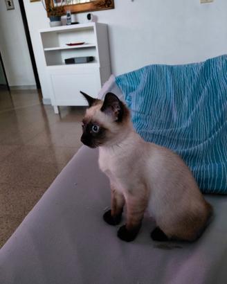 Gatto Siamese
