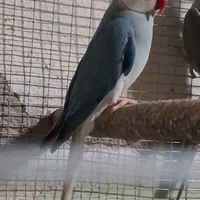 Parrocchetto dal collare