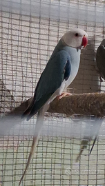 Parrocchetto dal collare