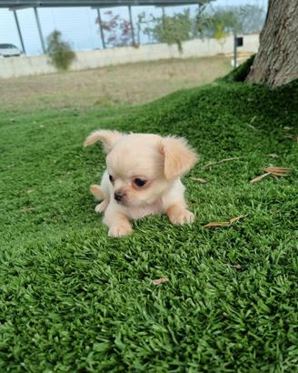 Chihuahua