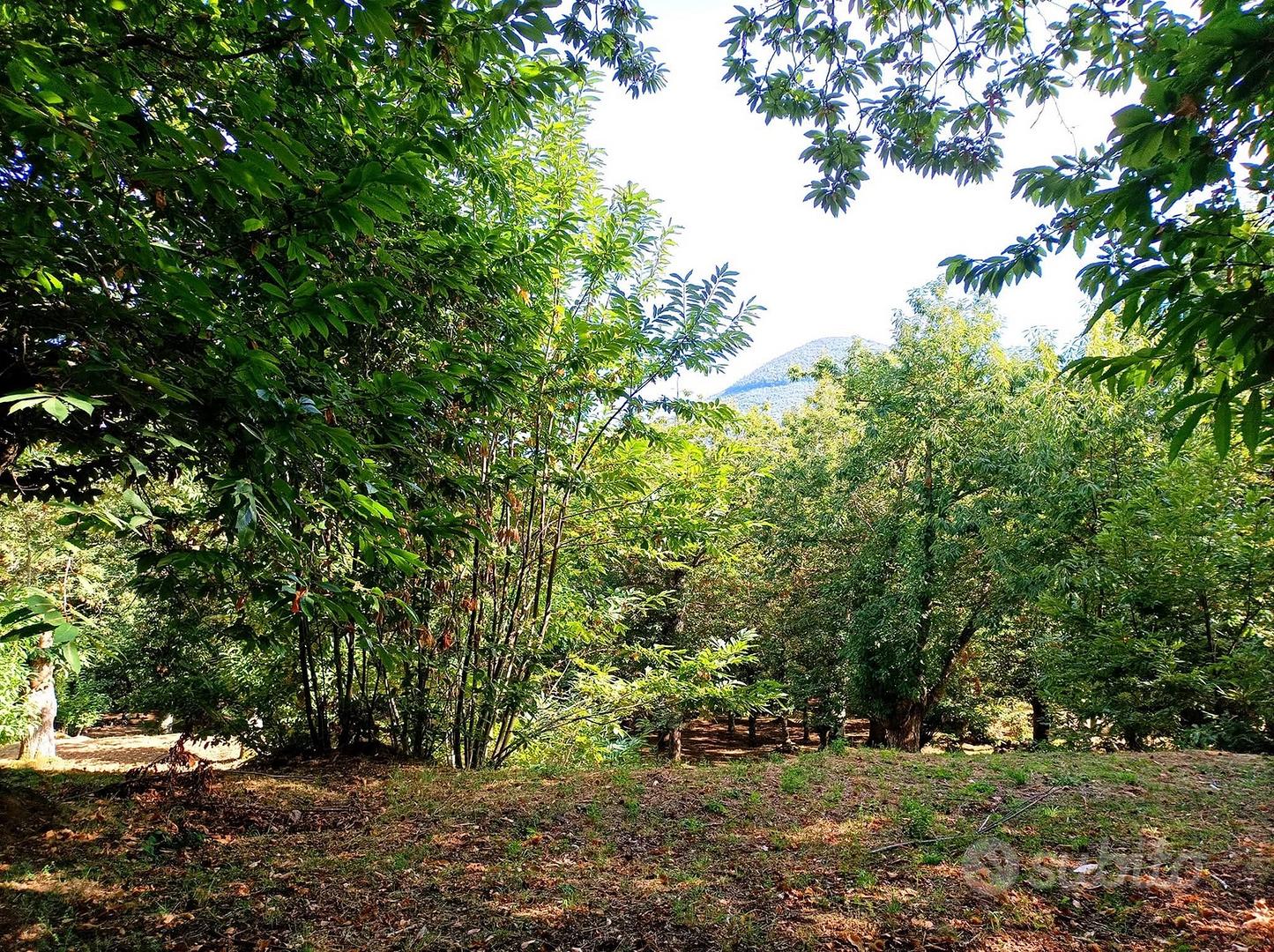 Castagneto a Roccamonfina - Vista 5
