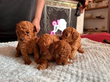 Barboncini toy e nani