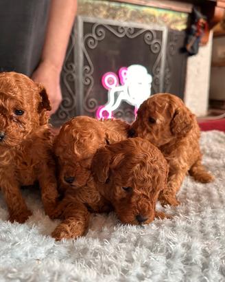 Barboncini toy e nani