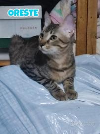Oreste, Alice e Memole gattini di 5 mesi