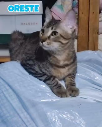 Oreste, Alice e Memole gattini di 5 mesi