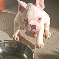 Bulldog francese
