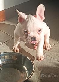 Bulldog francese