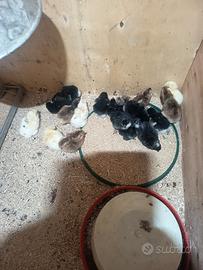 pulcini Marans 