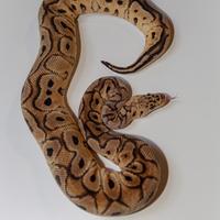 Cessione pitoni reali