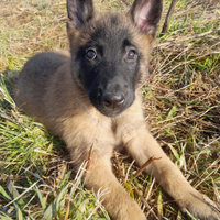 Pastore belga malinois