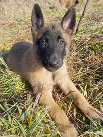Pastore belga malinois