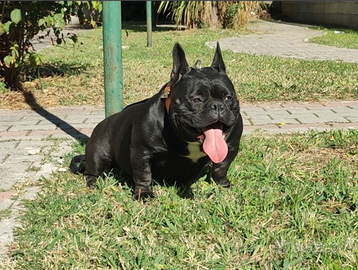 American Bully Exotic