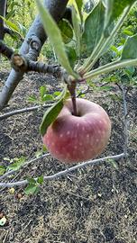 Meleto monte Pomiciaro (Zafferana alta)