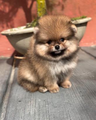 Volpini spitz pomerania di elita