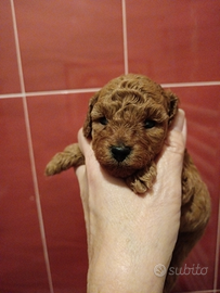 Barboncino minitoy red maschietto