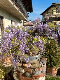 Bonsai di glicine