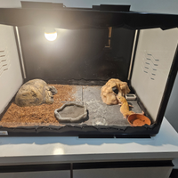 Geko Leopardino High Yellow Hypo