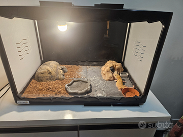 Geko Leopardino High Yellow Hypo