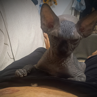 Sphynx