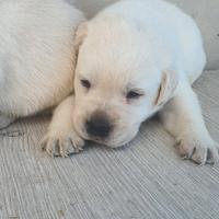 Labrador pedigree Enci