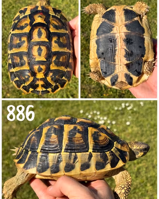 Femmina riproduttiva Testudo hermanni hermanni