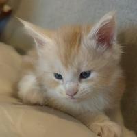 4 cuccioli di Maine coon