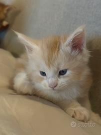 4 cuccioli di Maine coon