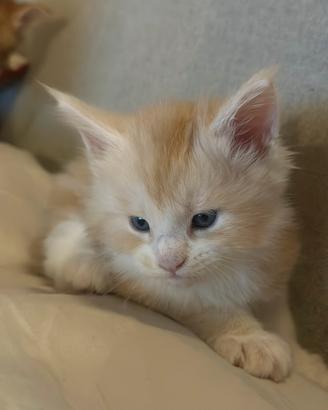 4 cuccioli di Maine coon