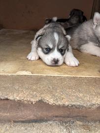 Husky siberiano