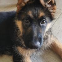 Cucciola pastore tedesco