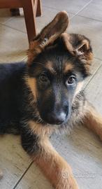 Cucciola pastore tedesco