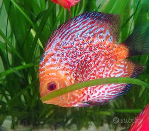 Discus Leopard 12/13cm

