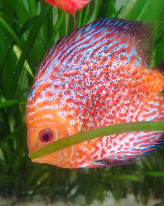 Discus Leopard 12/13cm

