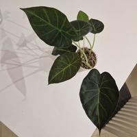 Alocasia Regal Shield
