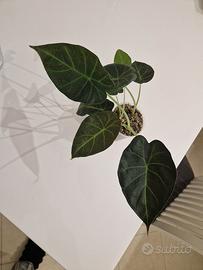 Alocasia Regal Shield