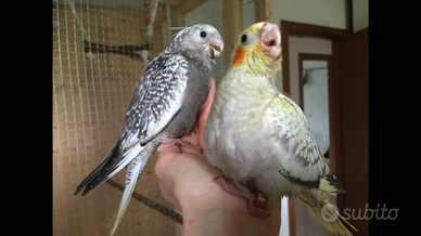 Pappagalli calopsite addomesticate