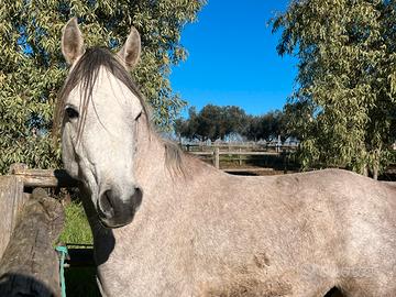 P.s.a. In affidamento