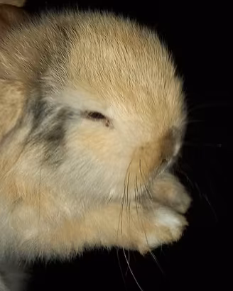 Cuccioli di coniglietti ariete o Mini lup