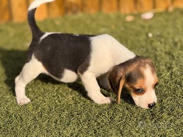 Beagle