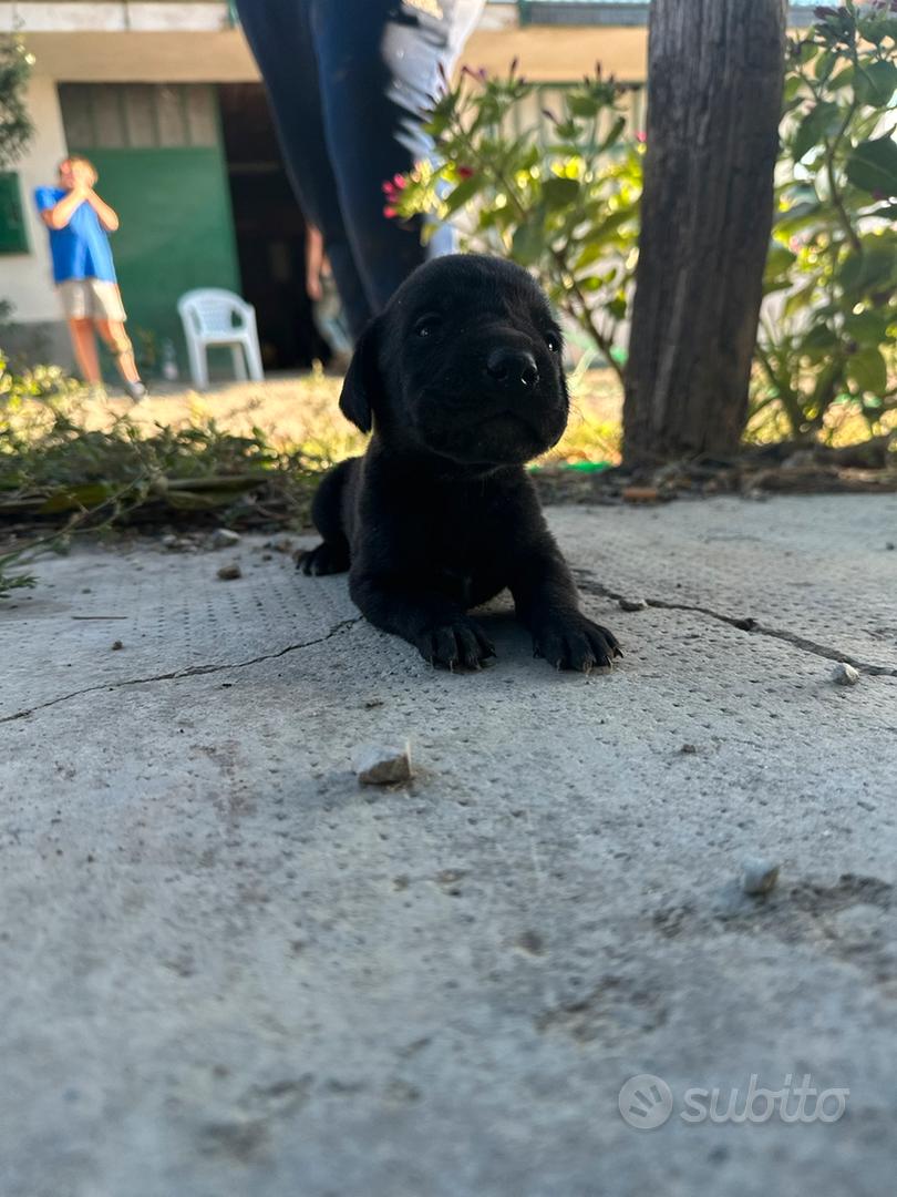 Tartufo per addestramento cani - Animali In vendita a Asti