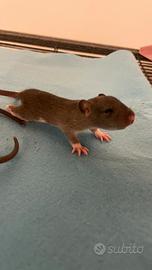 Ratti domestici