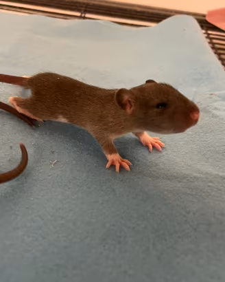 Ratti domestici