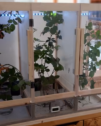 Rack Teca terrario insetti rettili arboricoli