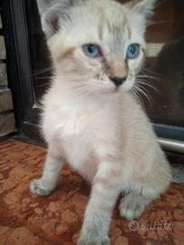 Gattini simil siamesi 2 mesi