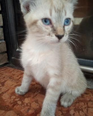 Gattini simil siamesi 2 mesi