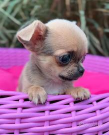 CHIHUAHUA TOY CUCCIOLI FULVI disponibili